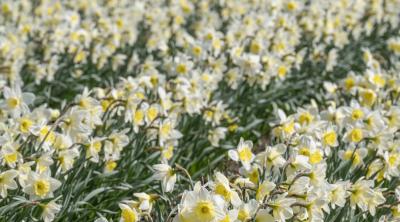Daffodil field, image by Grampian Growers Ltd.