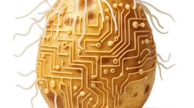 Generated Image of potato with PCN and circuitry 