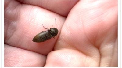 click beetle
