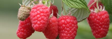 Image of Glen Dee raspberry 