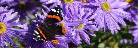 butterfly on flowers