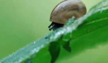 Snail on leaf