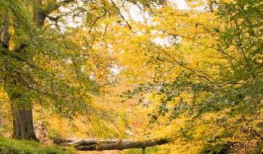 Forest in autumn