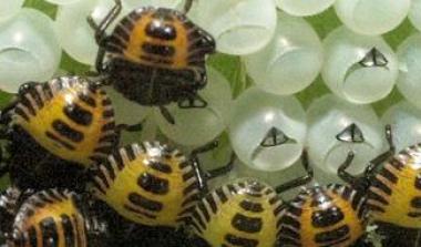 Group of bees on leaf