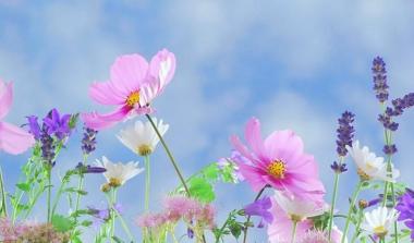 Flowers in field