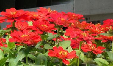 Red flowers