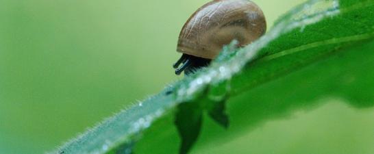 Snail on leaf