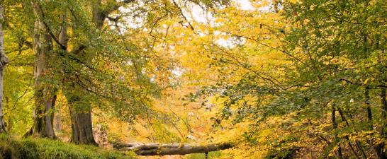 trees on river