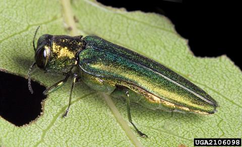 Image of Emerald Ash Borer