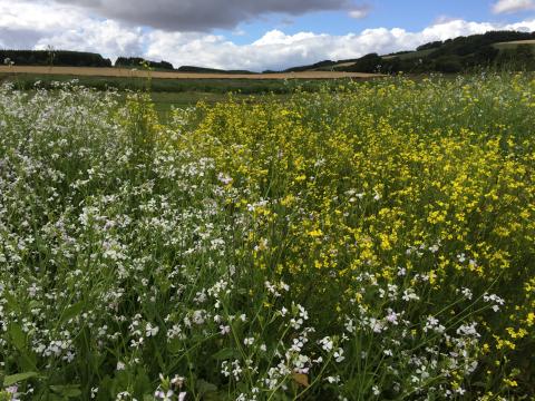 Image of field by Fay Young