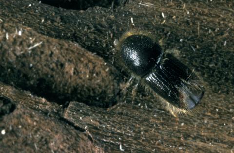 ips eight toothed bark beetle  