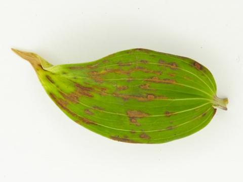 Plantago asiatica mosaic virus on lily leaf