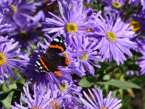 butterfly on flowers