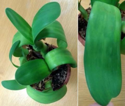 Nerine virus on Haemanthus