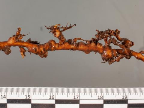 Meloidogyne mali causing root galling to elm trees