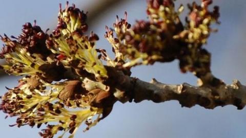 chalara on ash tree