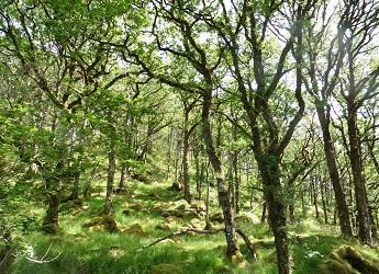 Oak woodland