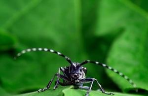 Asian Longhorn Beetle