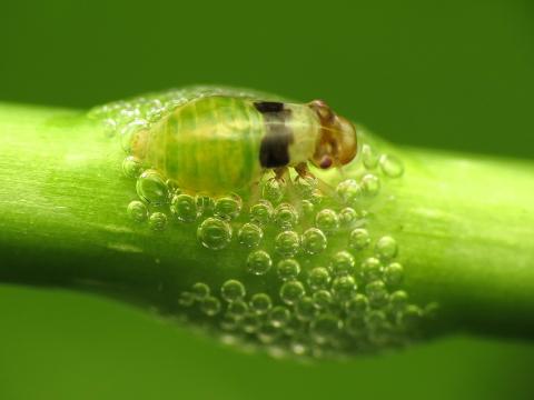 Spittle bug nymph. Katja Schulz/CC by 2.0 Spittle bug nymph. Katja Schulz/CC by 2.0