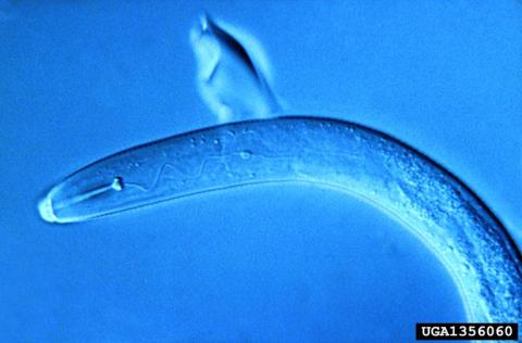 Potato Cyst Nematode PCN