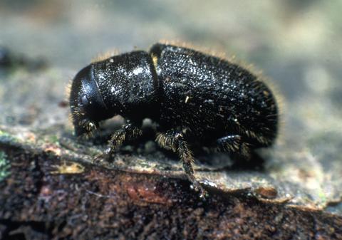 DENDROCTONUS MICANS. Fully mature adult beetle. © Crown Copyright. Forestry Commission