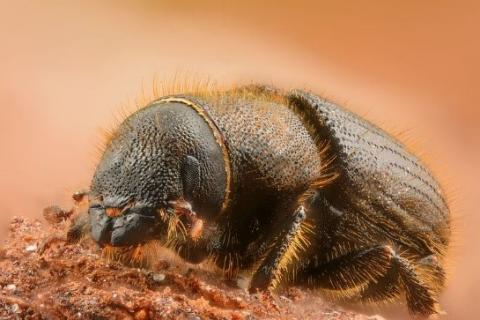 Dendroctonus Micans Dendroctonus Micans