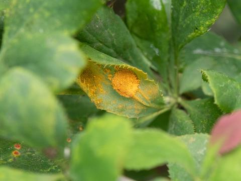 Puccinia graminis on Berberis vulgaris (Barberry)