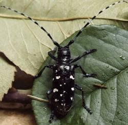 Asian Longhorn Beetle Credit Forest Research