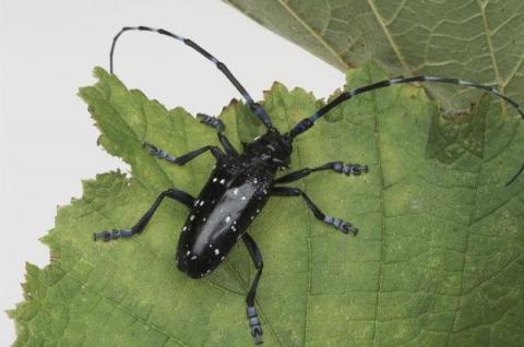 Citrus longhorn beetle Citrus longhorn beetle