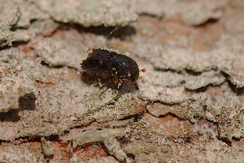 Eight toothed spruce bark beetle (Ips typographus) Eight toothed spruce bark beetle (Ips typographus). Credit M. Blake Forest Research
