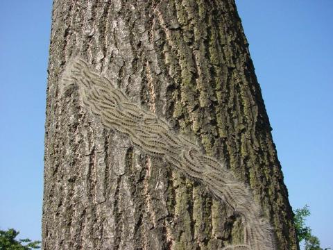 Oak processionary moth larvae on oak trunk