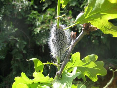Oak Processionary Moth larvae on Oak - Image courtesy of Forest Research Oak Processionary Moth larvae on Oak - Image courtesy of Forest Research