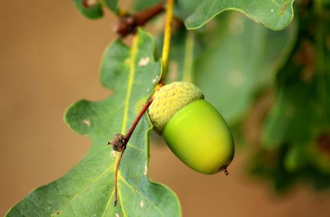 Acorn Pixabay