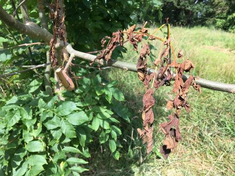 ash dieback