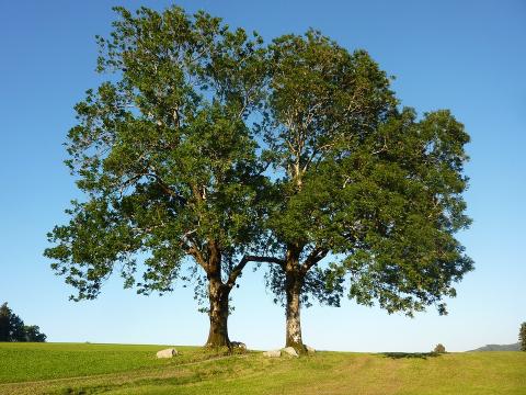 ash trees pixabay