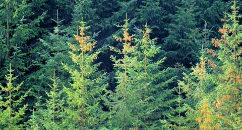 conifer plantation