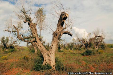 Xylella on olive trees EPPO