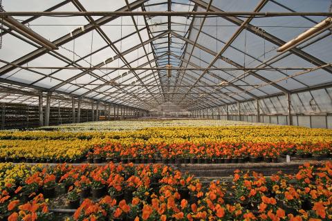 Glasshouse, nursery 