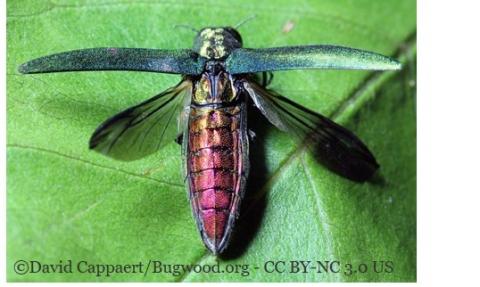 Emerlad ash borer ©David Cappaert/Bugwood.org - CC BY-NC 3.0 US Agrilus planipennis ©David Cappaert/Bugwood.org - CC BY-NC 3.0 US