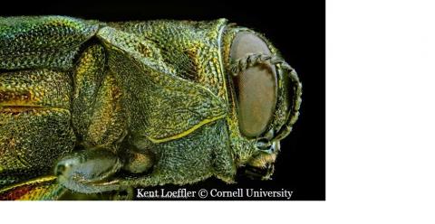 Emerald Ash Borer - Kent Loeffler © Cornell University