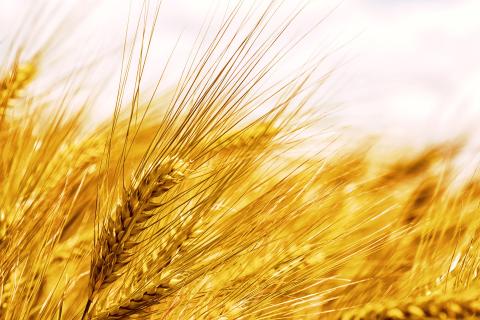 Barley credit NickyPi from Pixabay