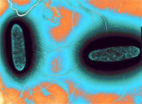 Pectobacterium causal agent of blackleg diseases on potato