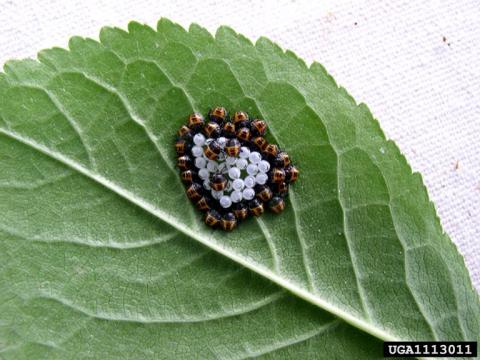 Newly-hatched BMSB egg mass, Gary Bernon, USDA APHIS, Bugwood.org Newly-hatched BMSB egg mass, Gary Bernon, USDA APHIS, Bugwood.org