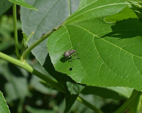 Brown Marmorated Stink Bug