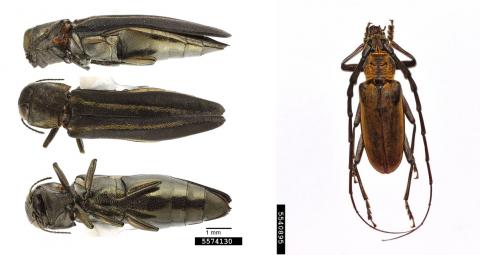 2-lined chestnut borer (left) and oak longhorn beetle (right)
