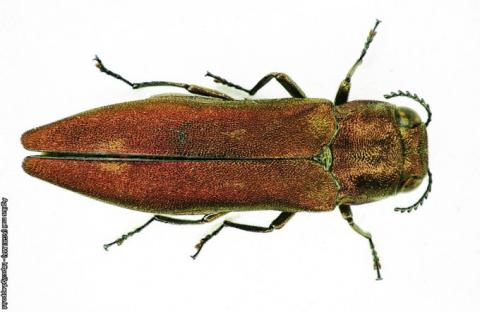 Agrilus mali - Credit Dr Wang Zhi-Yong (EPPO Photos)