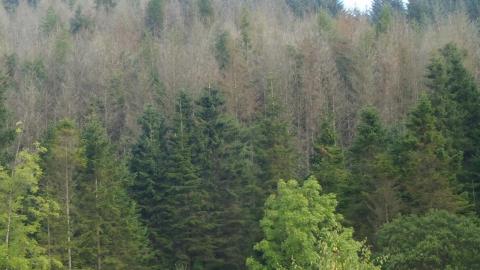 P. ramorum damage to larch, black loch