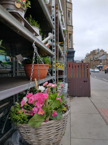 Plants on sale at a retail store 2021, courtesy of Chris R J Pollard Plants on sale at a retail store 2021