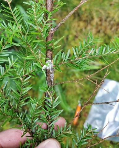 Phytophthora pluvialis found in Scotland