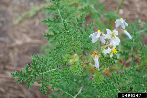 Sticky nightshade, Solanum sisymbriifolium